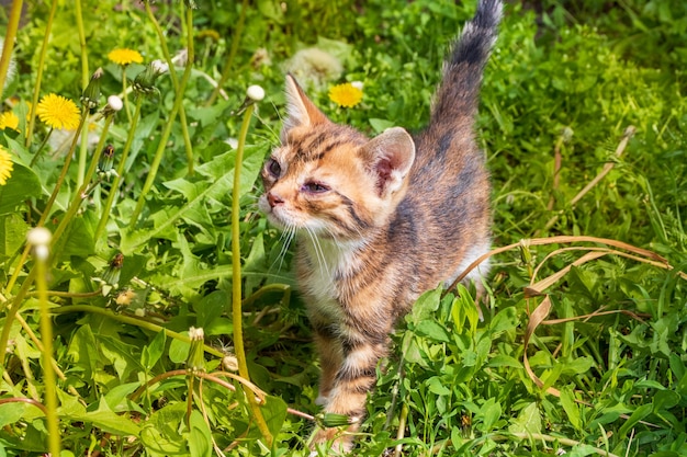 Little kitten wearing bow tie in the dandelion flowers