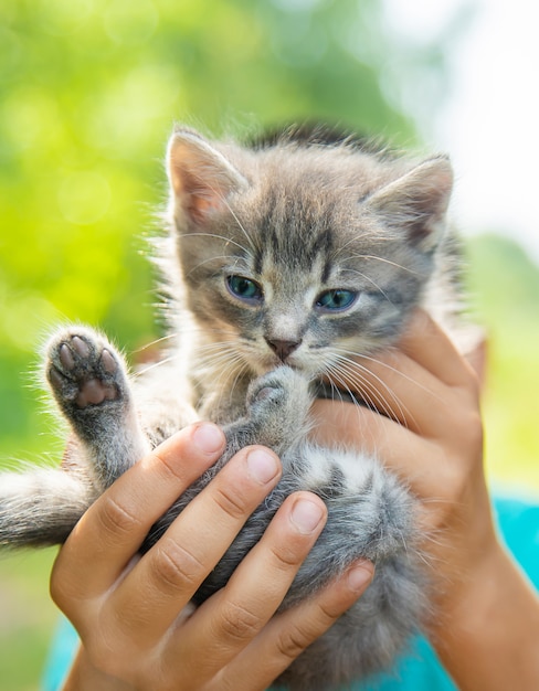 Little kittens in the hands of children. 