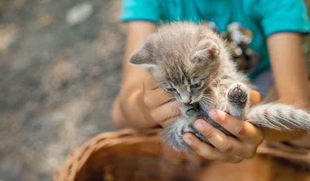 Little kittens in the hands of children