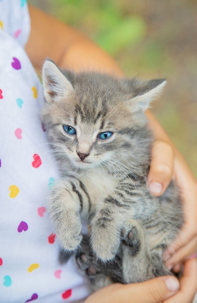 Little kittens in the hands of children