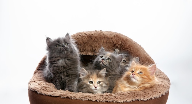 Little kittens sit in a cat bed little kittens play in a cat bed on a white background multicolored