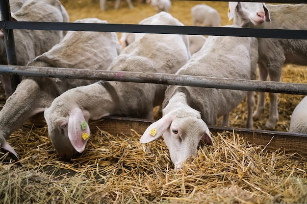 Little lamb looks out of the flock of sheep in the stable