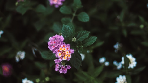 Little  Lantana camara flower with Tropical leaves abstract green leaves texture nature background