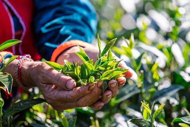 Little leaves green tea on holding hands 