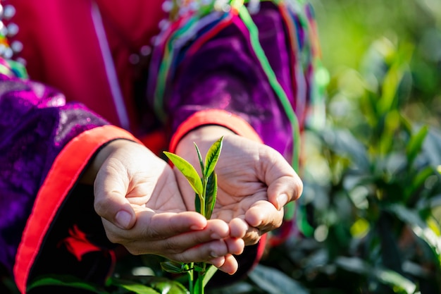 Little leaves green tea on holding hands 