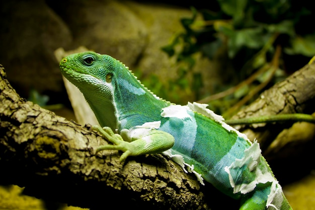 Little lizard resting in a small tree