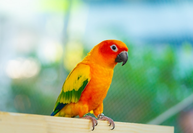 Little mini orange pet parrot on a wooden plank