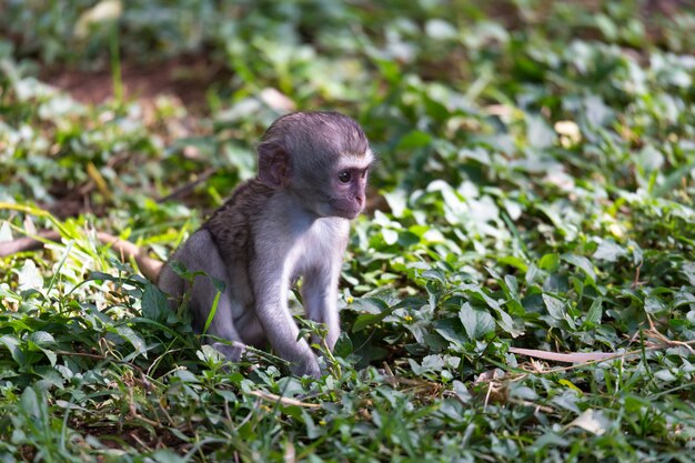 A little monkey is sitting in the grass