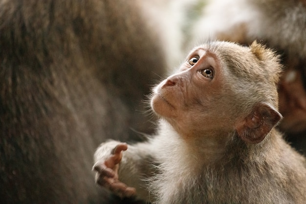 Little monkey looks up. Sacred Monkey Forest, Ubud, Indonesia