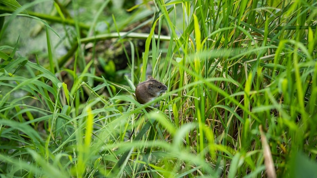 Little mouse collects seeds on the grass