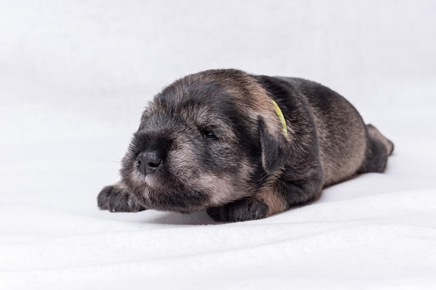 Little newborn puppy learns to walk A small black miniature schnauzer puppy crawls on a white blanket Pet care