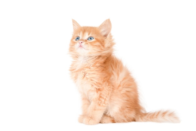 little orange kitten sits and looks away isolated