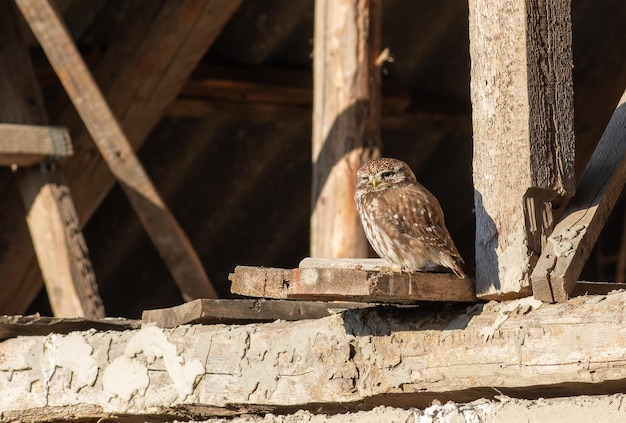 Little owl Athene noctua A bird sits on a board under the roof of an unfinished house