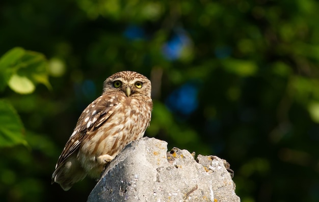 Little owl Athene noctua A bird sits on a concrete pillar