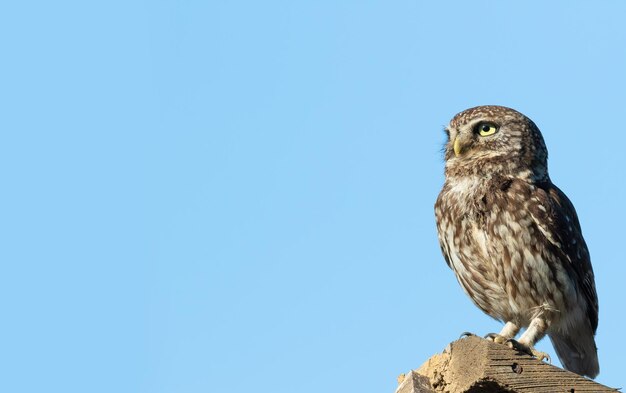 Little owl Athene noctua A bird stands on the board and looks away Placeholder for the text