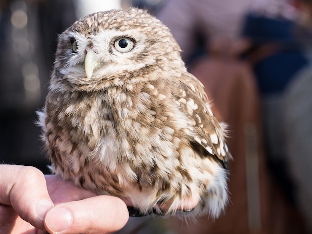 The little owl athene noctua sitting on a human hand