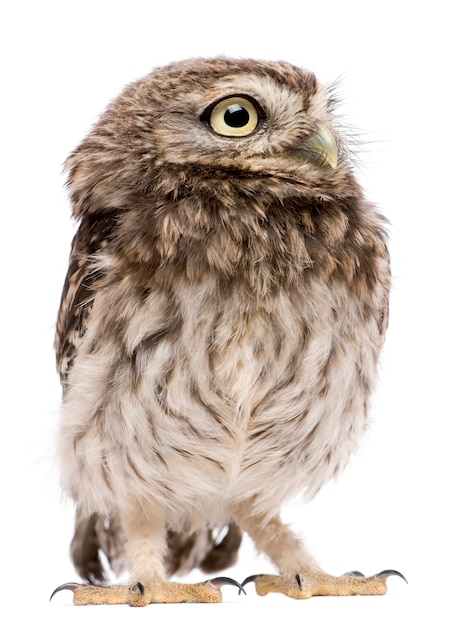 Little Owl Athene noctua, standing