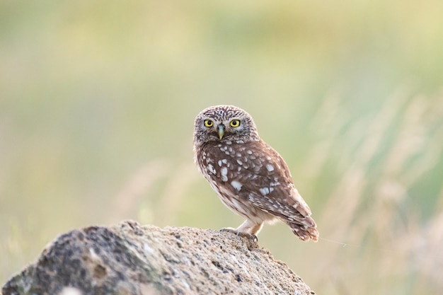 Little owl in natural habitat Athene noctua