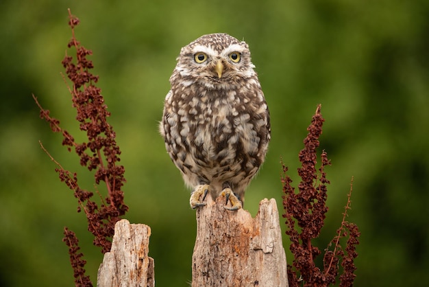 Photo little owl perched on wood