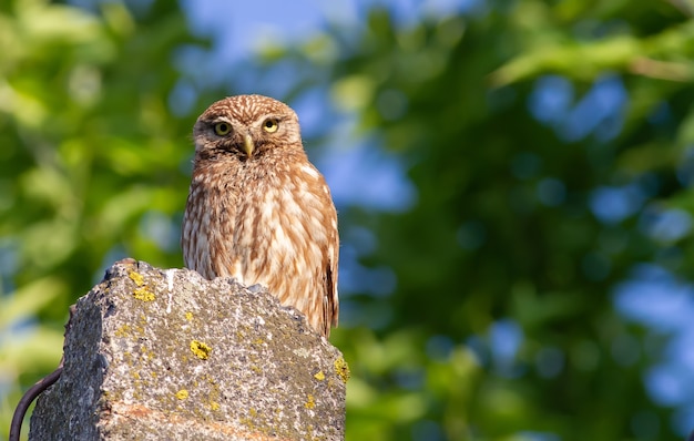 Little owl sits on a concrete support on a background of trees