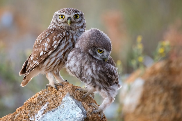 The little owl with his chick standing on a stone