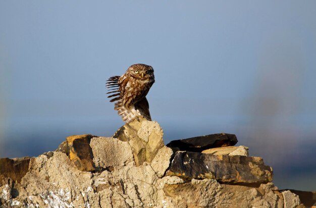 Little owls enjoying some evening sunshine