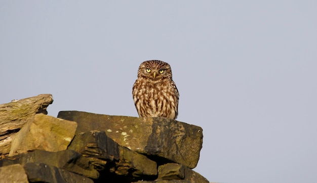 Little owls enjoying some evening sunshine