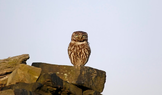 Little owls enjoying some evening sunshine