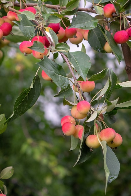 Little paradise apples on a branch in the garden, harvest time. Eco-friendly healthy product.