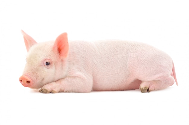 little Pig isolated on white