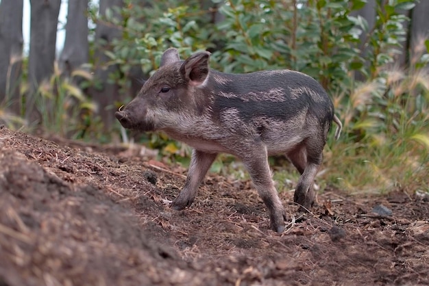 Little piglets in a pasture at a remote livestock station Dwarf pig pig face and eyes Wild piglets in the zoo The concept of funny animals Postcards Home farming