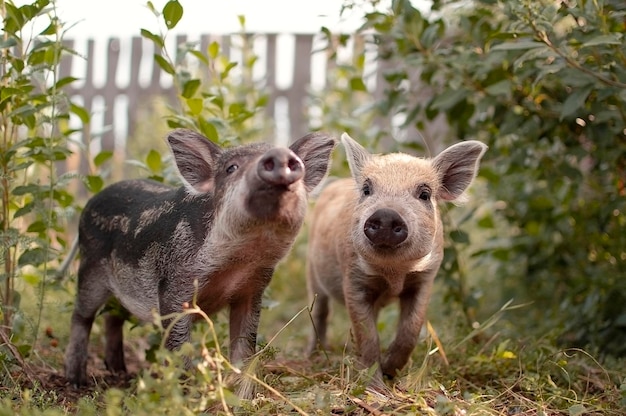 Little piglets in a pasture at a remote livestock station Dwarf pig pig face and eyes Wild piglets in the zoo The concept of funny animals Postcards