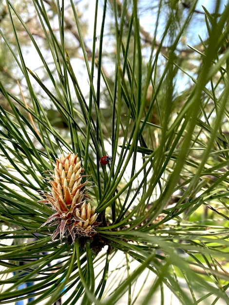 Little pine corn on branch