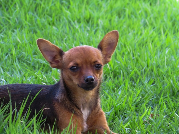 Little pinscher in green grass