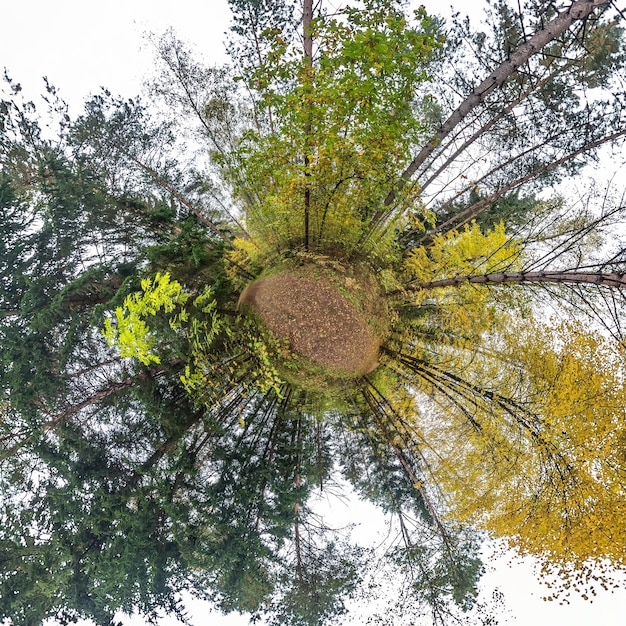 Little planet transformation of spherical panorama 360 degrees Spherical abstract aerial view in autumn forest Curvature of space