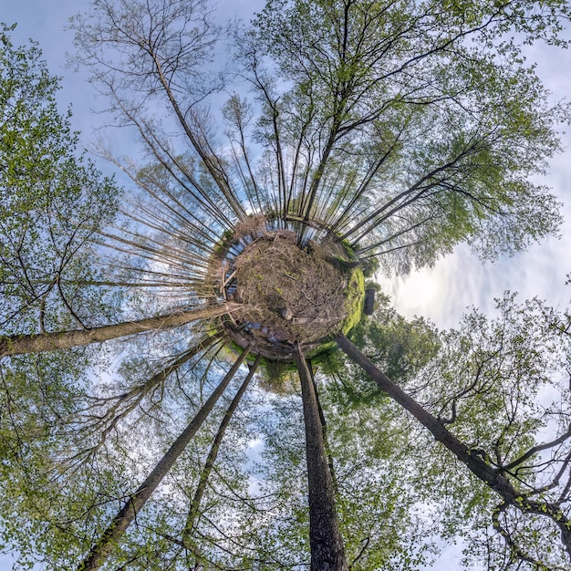 Little planet transformation of spherical panorama 360 degrees Spherical abstract aerial view in forest Curvature of space