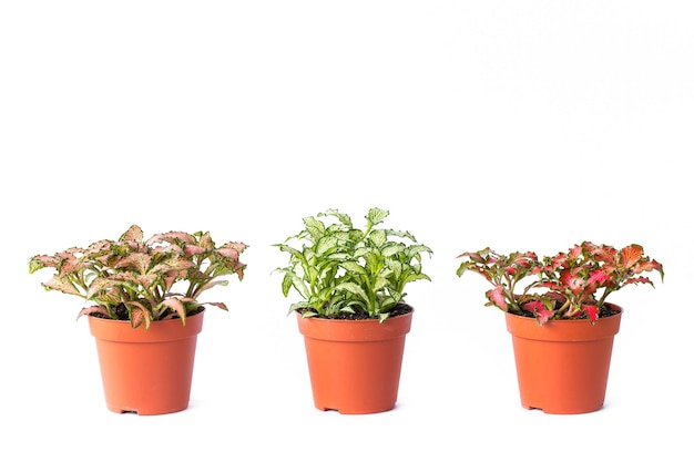 Little plant in plastic pot isolated on white background Space for add text Eco Plants energy saving concept