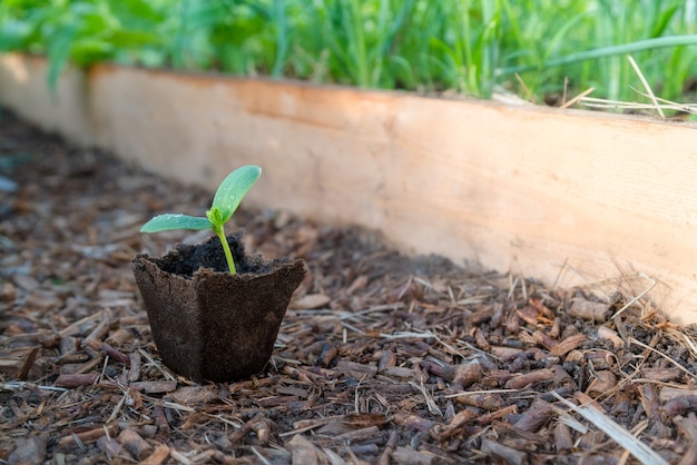 Little plant sprout in organic cup ready to be planted in green house.