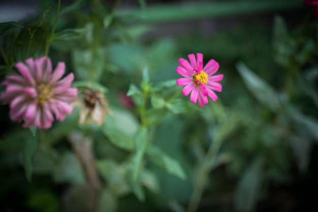 Little pnk flowers in the green garden at summer season