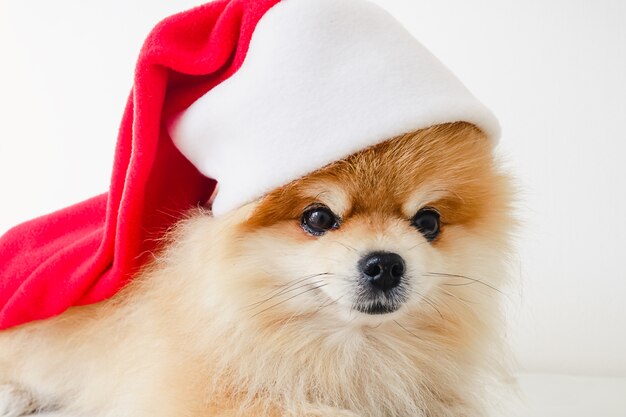 Little Pomeranian puppy dog in red Santa Claus hat at Christmas