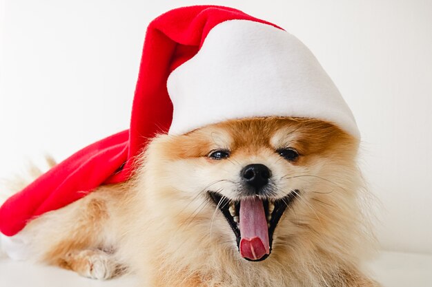 Little Pomeranian puppy dog in red Santa Claus hat at Christmas