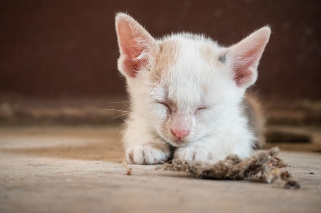 a little poorly cat and cobweb.