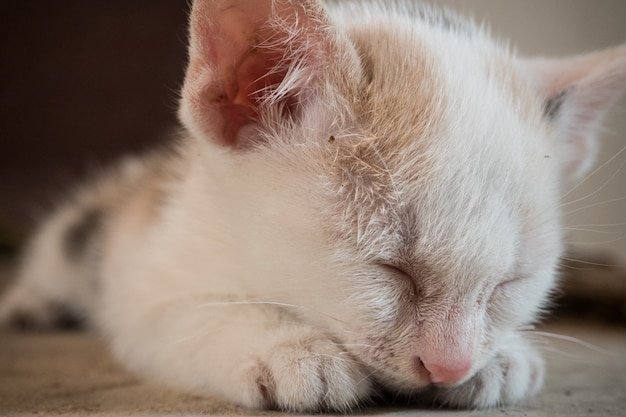 a little poorly cat and cobweb.