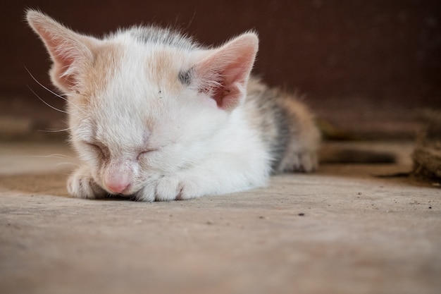 a little poorly cat and cobweb.