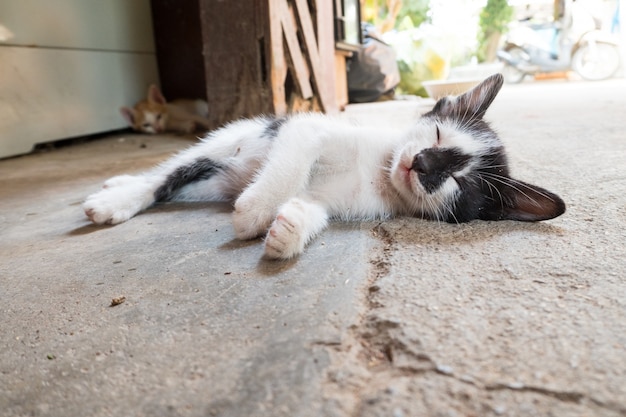 a little poorly cat and cobweb.