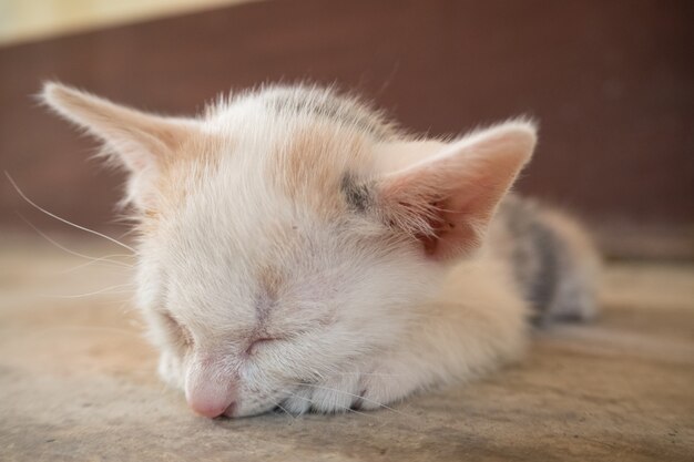 a little poorly cat and cobweb.