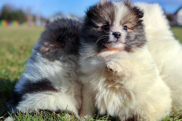 Photo little puppies. pomeranian puppies playing outdoor
pomeranian spitz-dog