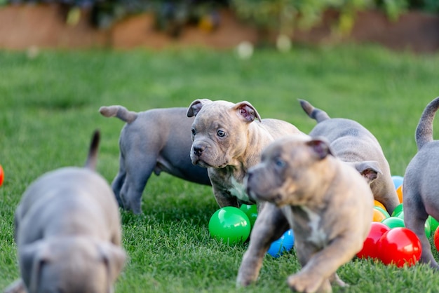 A little puppy of an American bulli walks on the grass in the summer park.