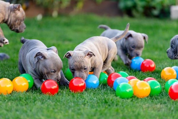 A little puppy of an American bulli walks on the grass in the summer park.