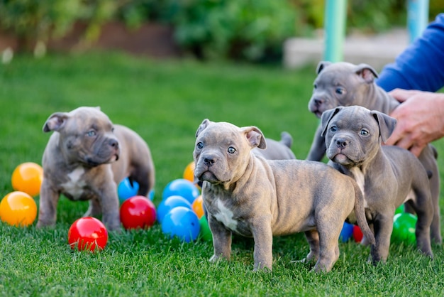 A little puppy of an American bulli walks on the grass in the summer park.